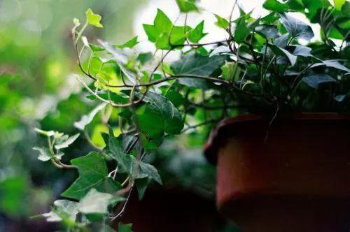 虎尾兰|这些植物放在洗手间,不用管理都能长得很好,还祛除异味