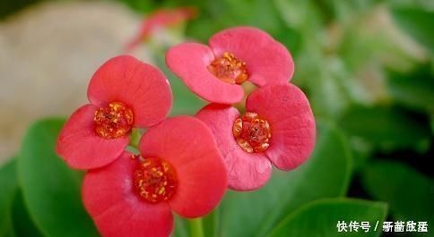 花草匠|这花号称“开花机器”,花开全年“不停歇”,叶绿花红似“蝴蝶”