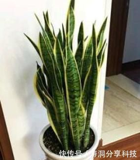 轻松|养了一年的虎皮兰,盆都挤爆了,这么分株换个盆,一盆轻松变多盆