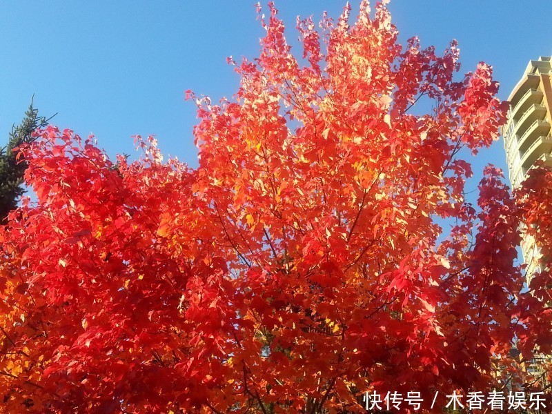 生肖牛|大红大紫，财富大发的3生肖，在下半年里，财富临门！