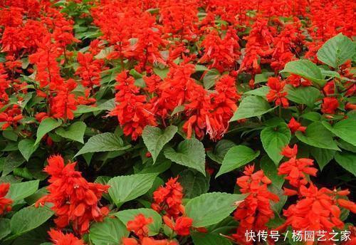 5种耐阴花,家里采光不好也能开花,花期超长,值得拥有!