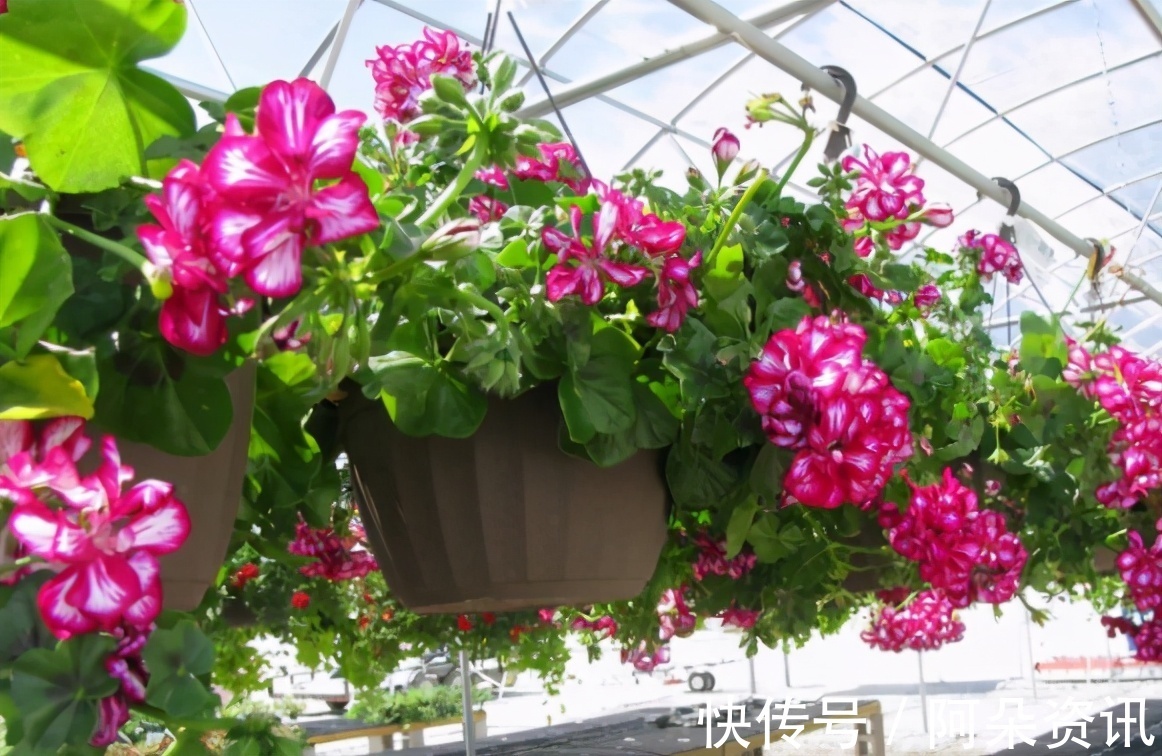 阳台养花无需选“贵的”,入手此3样,一样漂亮、彰显品味