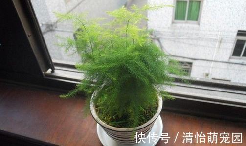 卧室养花要注意,2种花虽漂亮,但不能养,个个不利健康