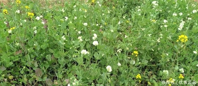 清妍豌豆开白花,用心赏悦美如画