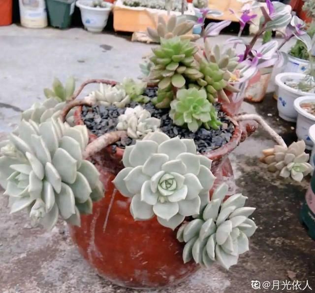 腌咸菜的坛子钻个孔,养花变成巨无霸,特美