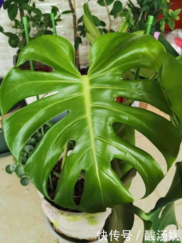 3种旺家花卉，养人养身心，家里有老人更要养