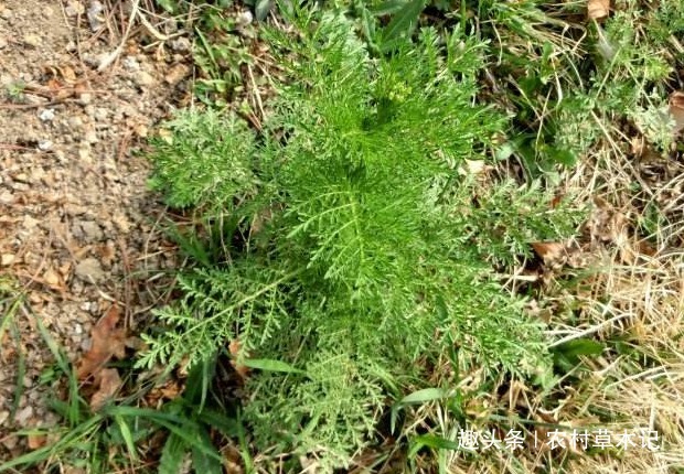 娘蒿|它就是“消肿草”，请别轻视，了解它，对你会有帮助