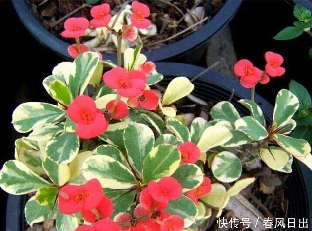 室内|不宜养在家中室内的8种花,再美也别养,如果有快搬出去