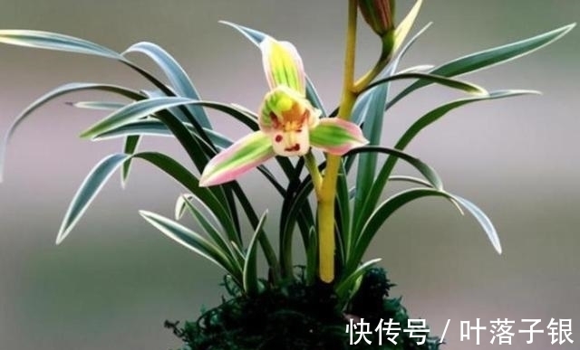 兰中珍品“帝王妃”,花开多色,香味淡雅,叶片圆润,不可多得