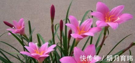 花美极|想要兰花叶子绿, 用这种水来浇, 养出的花美极了