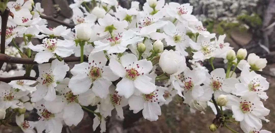 河间龙华店乡第五届“梨花节”开启“云端游”模式