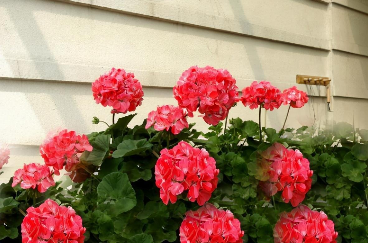 夏日|养夏日玫瑰(天竺葵),注意4点,一年四季开花,格外漂亮