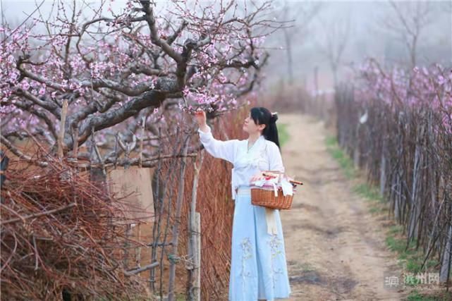 邹平西董：十里桃花笑春风