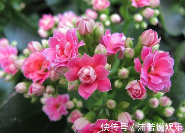 松果|君子兰肥到流油，长寿花开不断，原来他用了1个小方法！