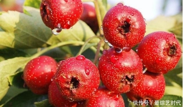 血管老不老不是看年纪,日常多吃2果、多喝2粥,