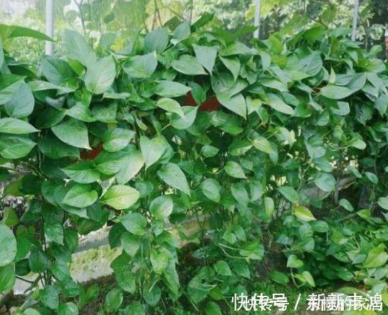 空气净化器|4种花美的出奇，不仅花好看，名字也好听，越养越喜欢