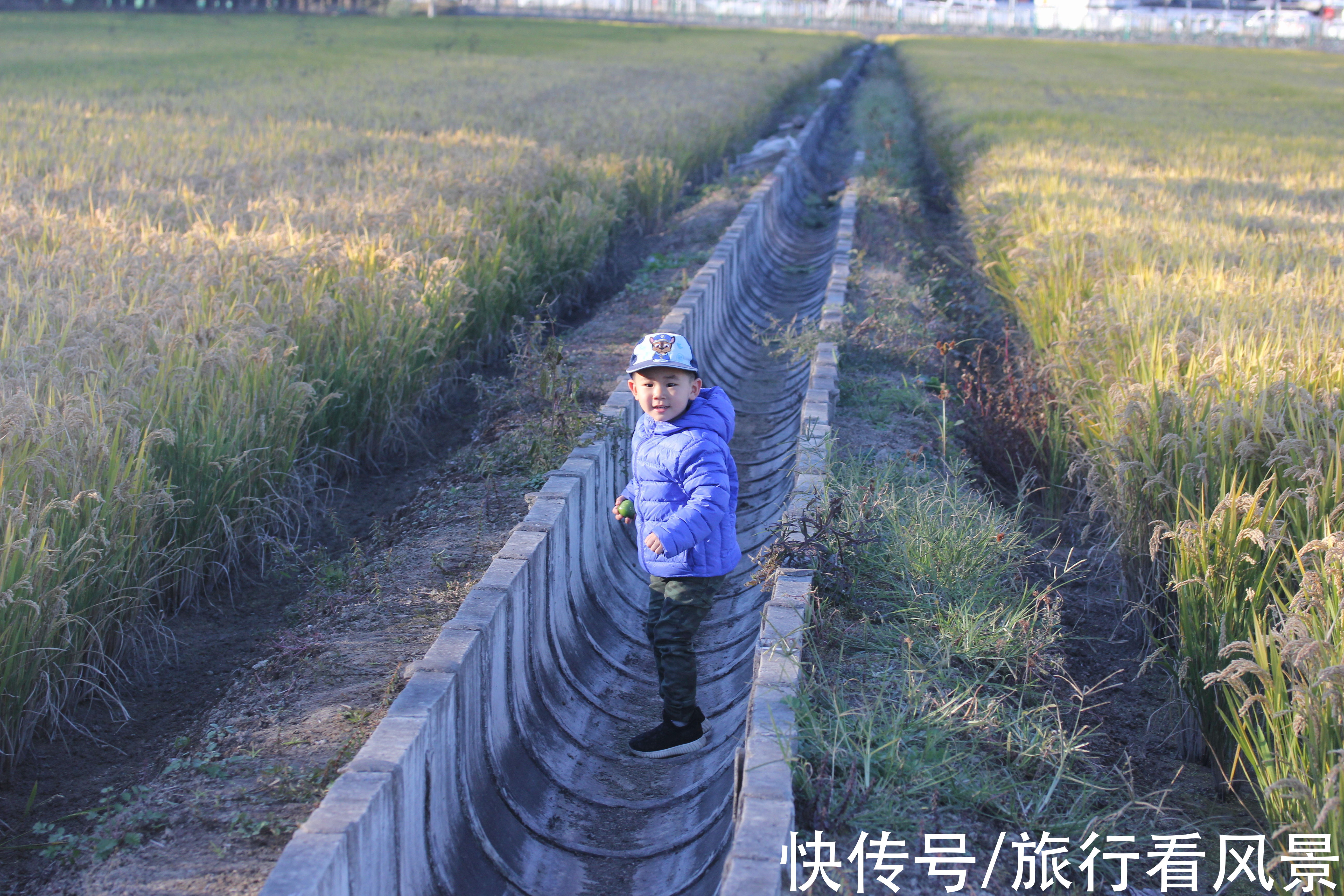 停车场|北京秋日好风光，千亩稻田等您打卡，门票停车都免费