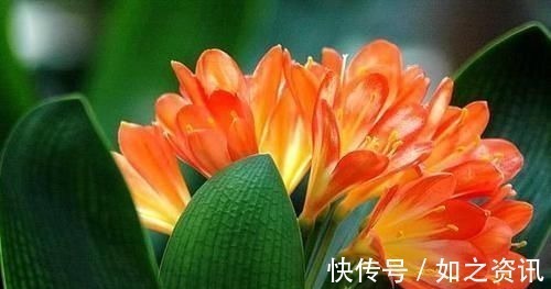 君子兰|此3种花太好养，就算黄叶了，剪成秃头，很快就能长出绿油油叶子