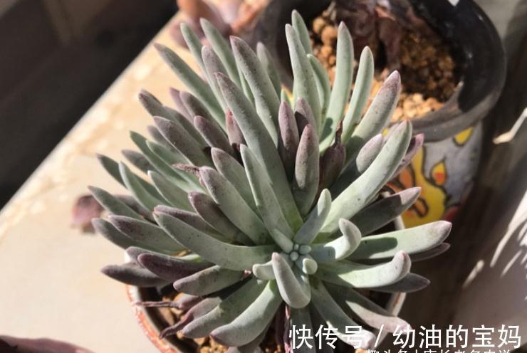 仙女杯多肉爱杜丽丝,有点冷反而适合养!选盆和配土都已帮你想好