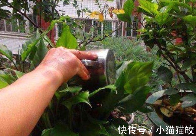 错误做法|3种错误的养花方法，你有没有做过难怪养起花会越养越“糟”