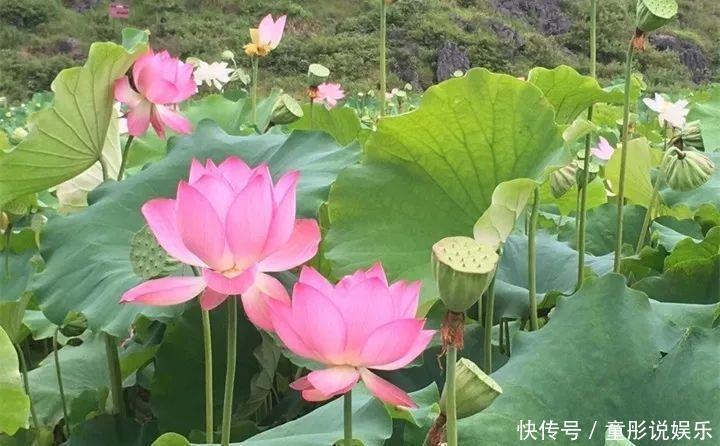 晒不死的6种花,扔阳台不用管,越晒花越多!