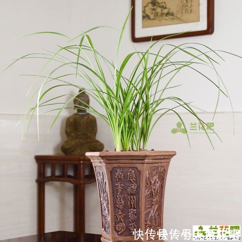 兰性|把兰花养好,能提升兴趣和动力,变成以兰养人