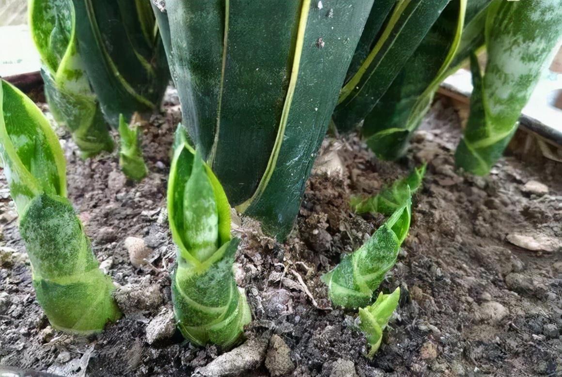 十月养虎皮兰,做好“一动作”,催出一堆小崽,次月养成盆景老桩