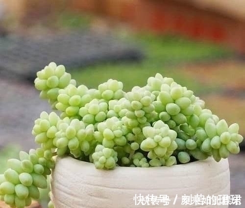 长得比吊兰好看,肉呼呼的还好养,晒晒太阳就爆盆,不要太好看咯