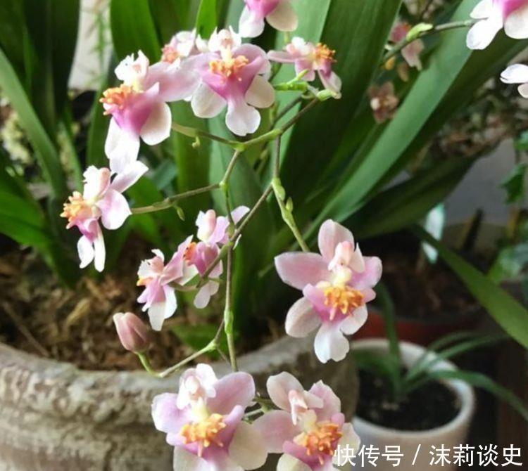 二乔牡丹|4种花开花吉祥又喜庆，花朵漂亮，家里养一盆四季有花赏