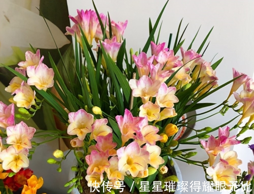 养殖|阳台养风雨兰,新人该怎么打理?想要多开花,就该抓住这6点