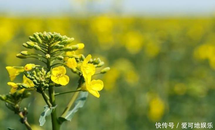 余秀华高水平情诗,不少瞧不上她的网友读完后表示:真是她写的?