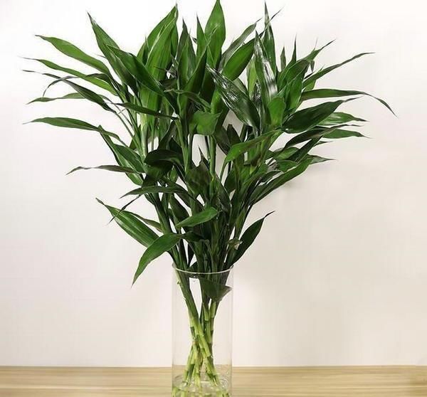 富贵竹的生根之道其实很简单，10年都不黄叶烂根！