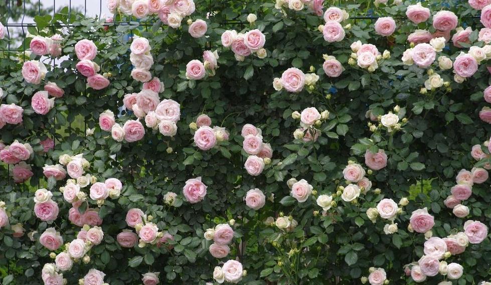 老枝|又到了欧月爆花的季节,这样养护爬满你的院子