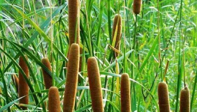 菖蒲|有1“香肠草”,孩子拿它当蜡烛,老人用它熏蚊虫,如今才知珍贵