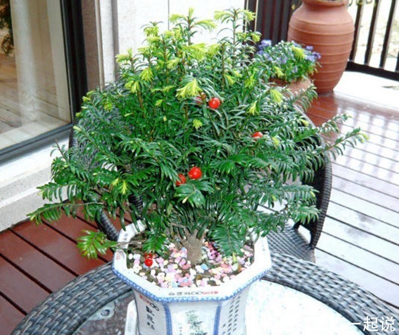 叶子|鸿运当头叶子打卷,出现黄叶,学会巧养,开出大火炬