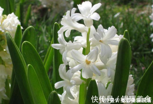 散尾葵|这3种花是“吸氧精”,可别养在卧室,争分夺秒的和你抢氧气