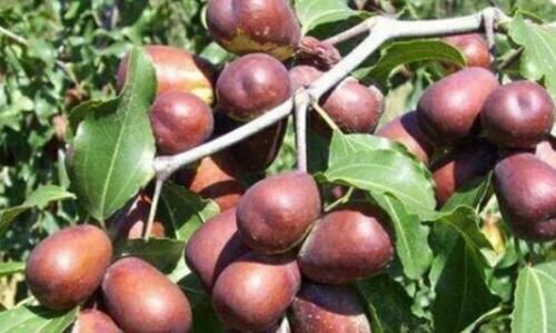 这些水果的名字中都带有“龙”,若你全都认识,请收下我的膝盖