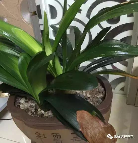 老花农的一勺油，君子兰居然叶片肥绿，爆盆开花！