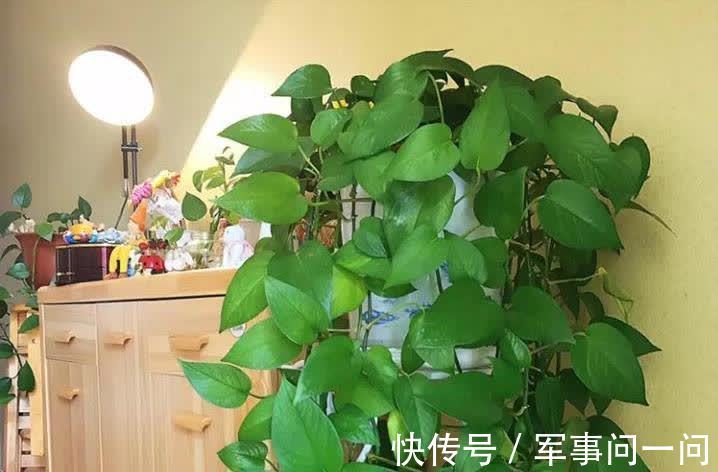 芭蕉|俗话说“一个绿萝七个鬼”,养绿萝真的好吗?老祖宗都有啥讲究