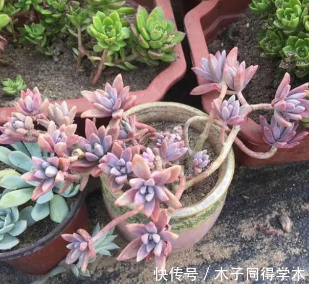 光照|新手养盆多肉淡雪,3个动作养出漂亮桃心,容易爆盆长成小老桩