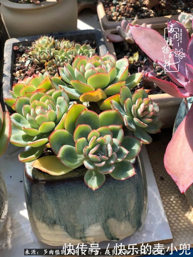 多肉,一位来自神奇大自然的良师益友!