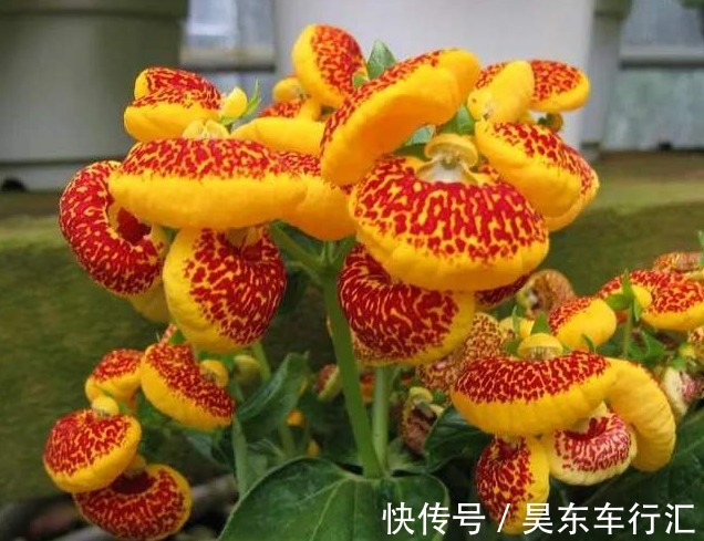 能为家中添“好运”的3种花，新的一年迎好运，家中万事兴旺