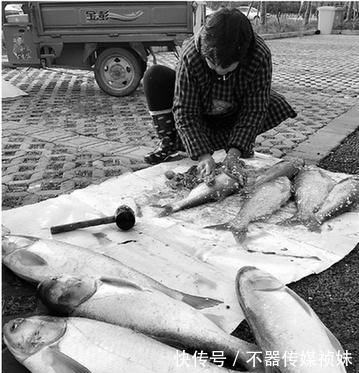 长江君|水里发生了什么?钱塘江大量鱼群乱跳,江边钓鱼人:这是潮头鱼