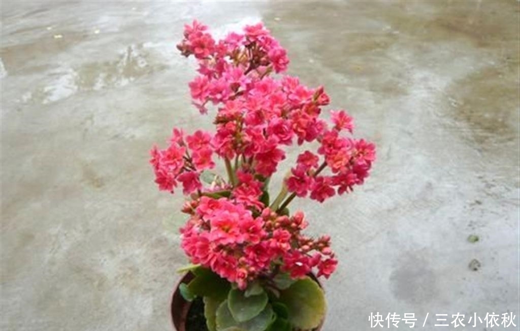 长寿花花期过后注意这几点, 下一次开花更大更好看