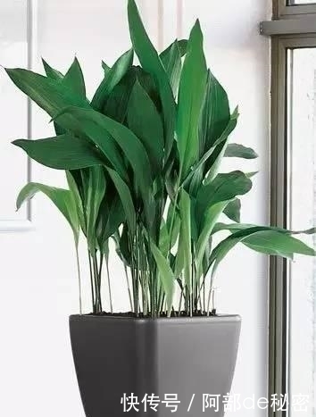 异味|洗手间总是有异味,试一试这些植物。都是强大天然净化空气剂。