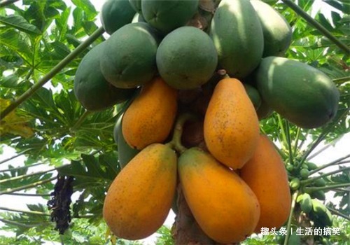 木瓜酶|人到中年,不妨多吃3种食物,排毒养颜、美容养颜、滋补身体