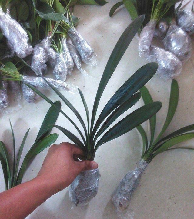 口诀|养君子兰要忙起来,翻盆施肥记住“口诀”,生长期长得旺