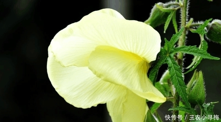 农村一种野菜浑身是宝, 野生的快灭绝了, 种子150元一斤