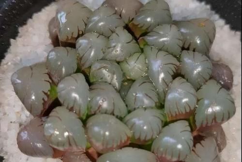 不知道养啥多肉植物？分享5种常见的多肉植物，让人爱不释手