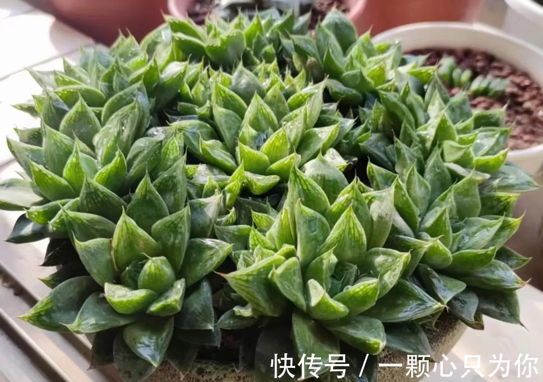这些多肉与芦荟是近亲,一样好养,更小清新